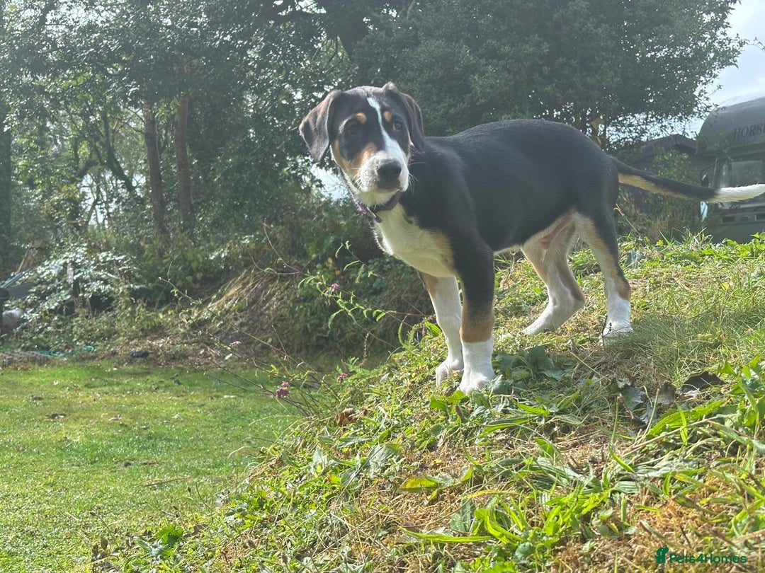 Mixed Breed dogs for sale: Collie x Lurcher Springer - Image 1