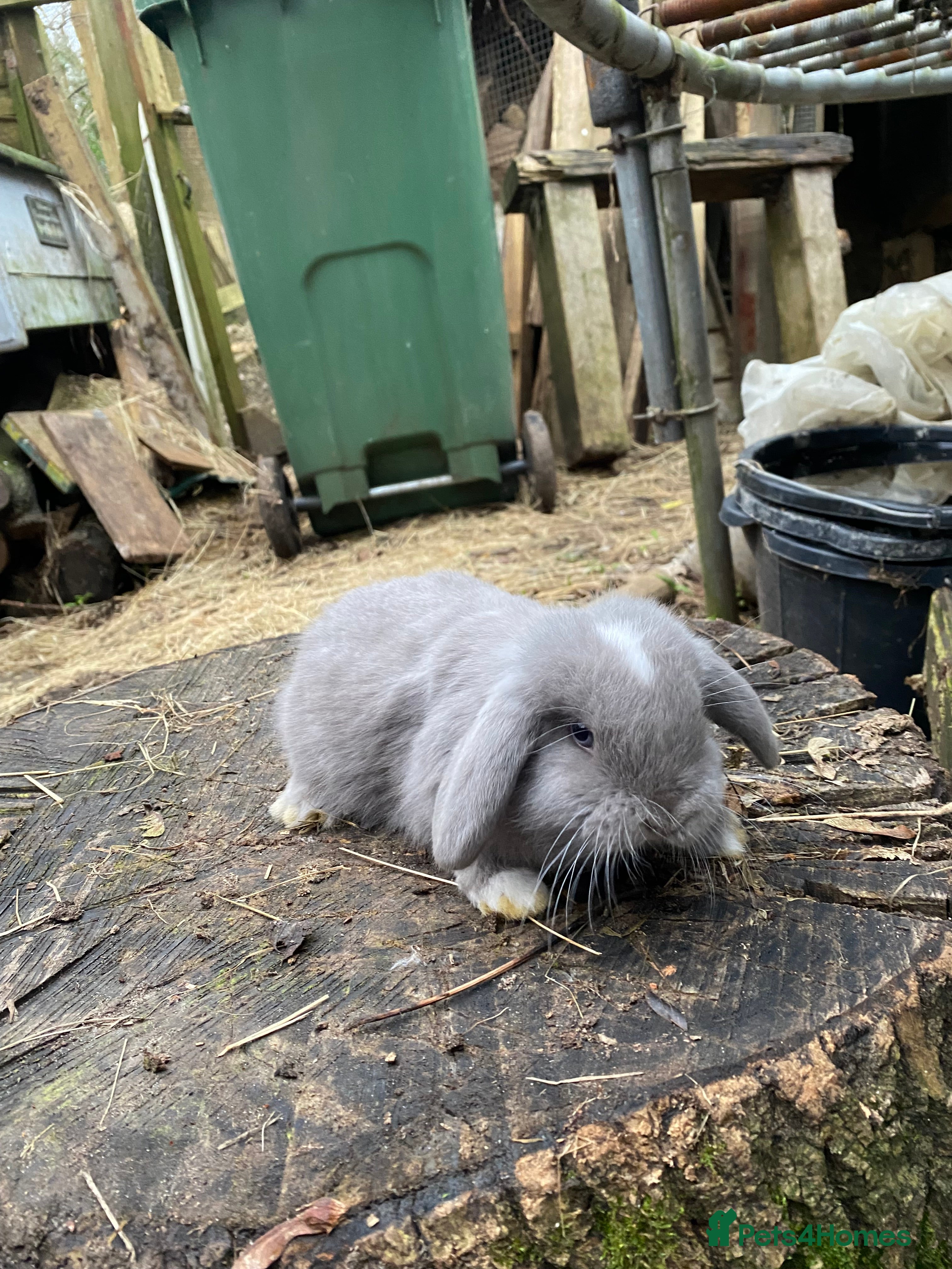 Mini Lop rabbits Family bred Blue Vienna Split 100% Mini Lops  - Advert 2