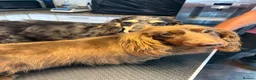Miniature Dachshund dogs for sale: 5* KC Champion Blood Miniature Long Hair Dachshund - Advert 18