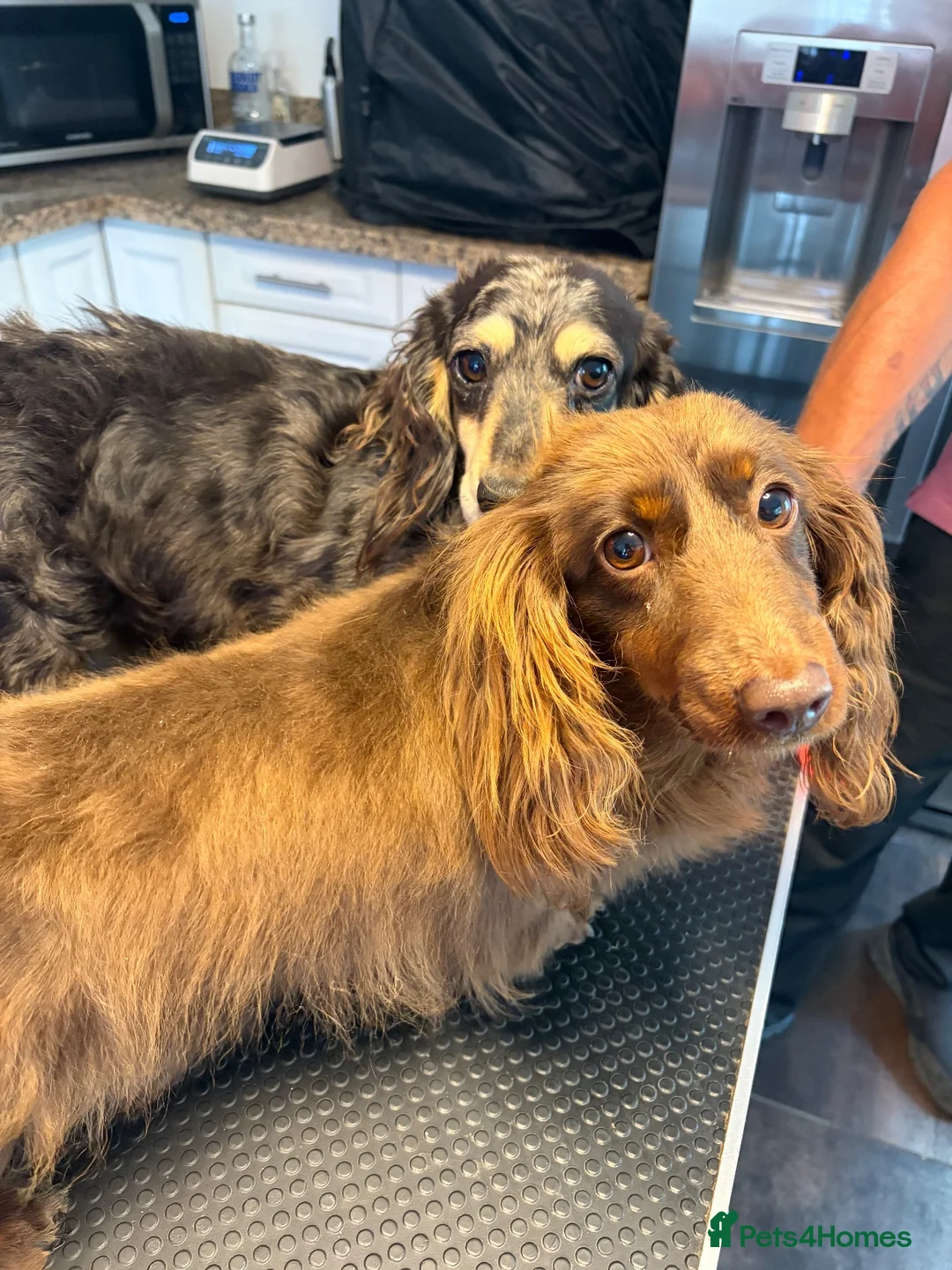 Miniature Dachshund dogs for sale: 5* KC Champion Blood Miniature Long Hair Dachshund - Advert 18