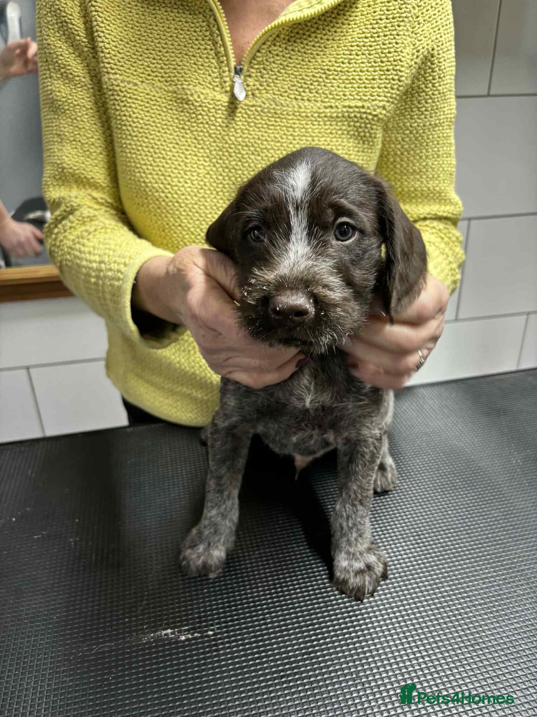 German Wirehaired Pointer dogs for sale: Stunning litter of German Wirehaired Pointers  - Advert 21