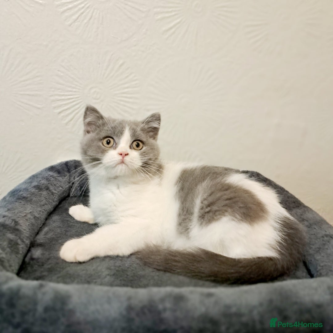 British Shorthair cats for sale: Gorgeous Blue Bicolour British Shorthair Male - Image 9