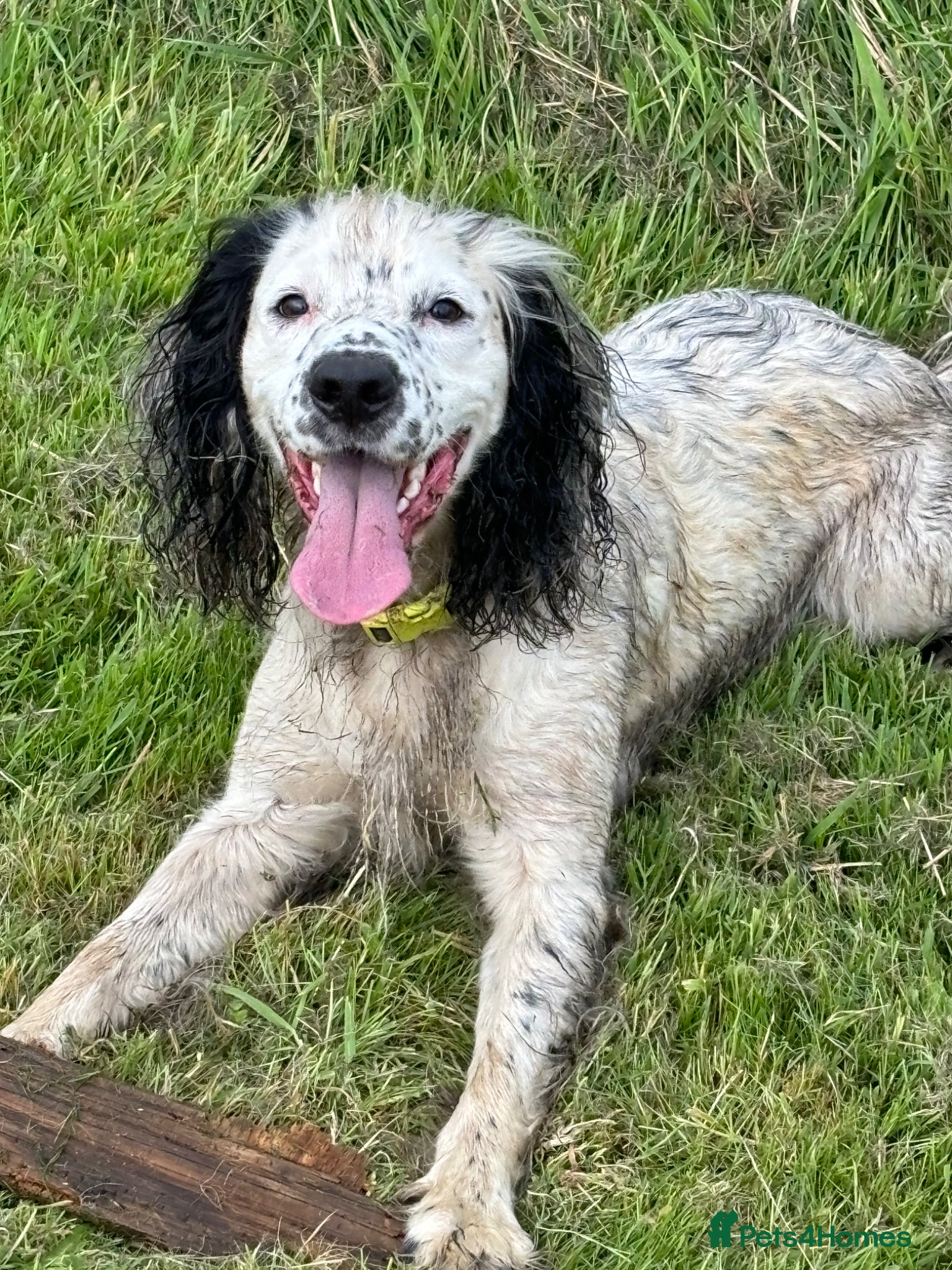 Cocker Spaniel dogs Not a puppy- a 5 year old dog :) - Advert 1