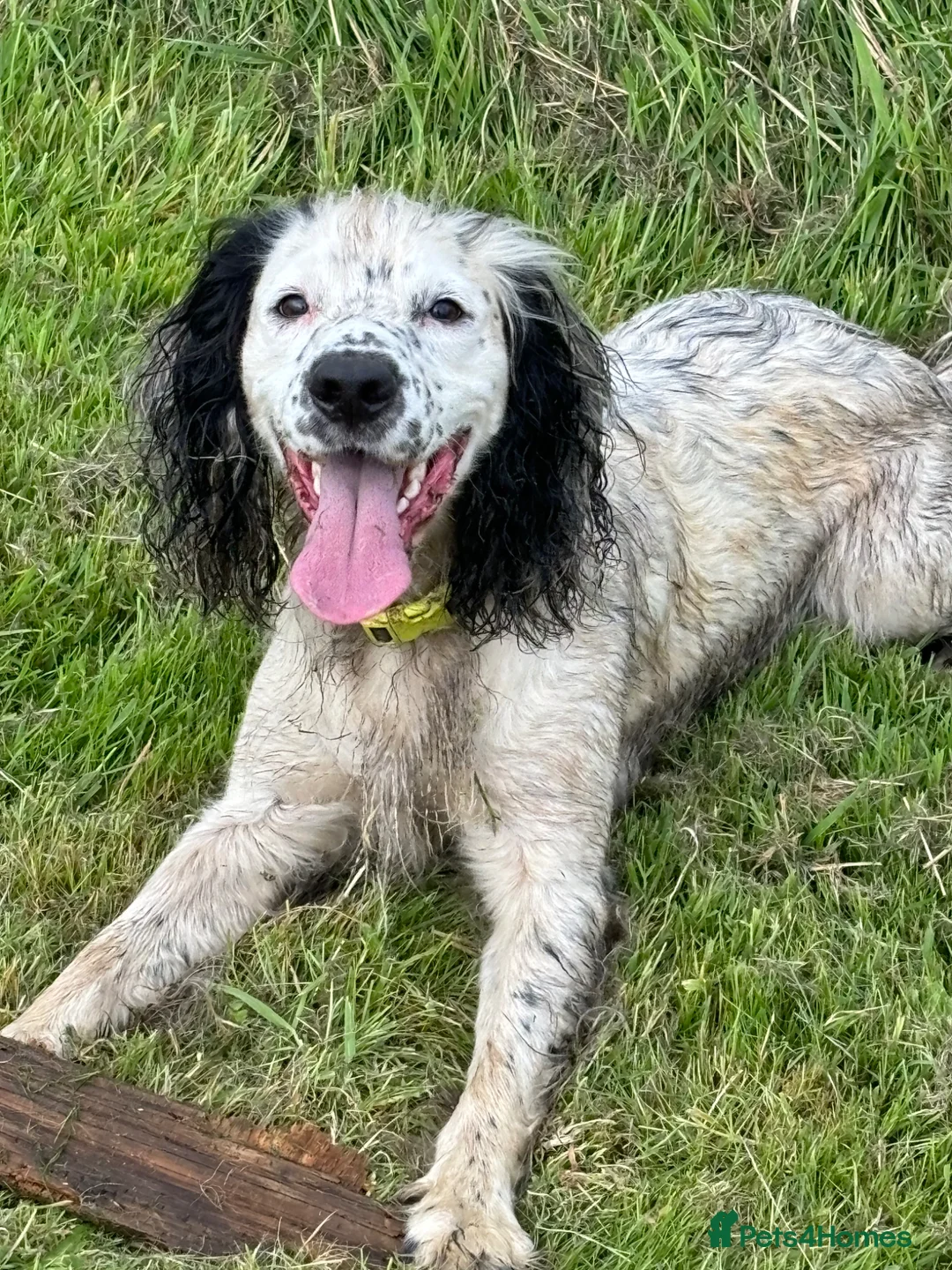 Cocker Spaniel dogs for sale: Not a puppy- a 5 year old dog :) - Advert 1