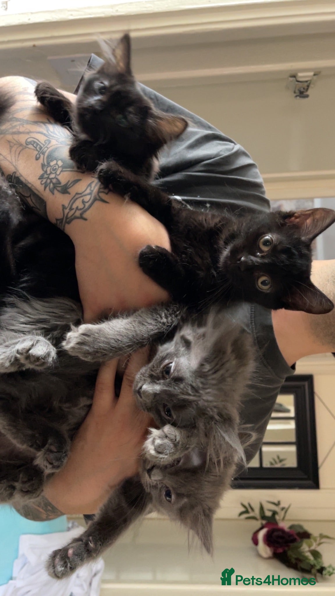 Mixed Breed cats Beautiful kitten for sale  - Advert 11