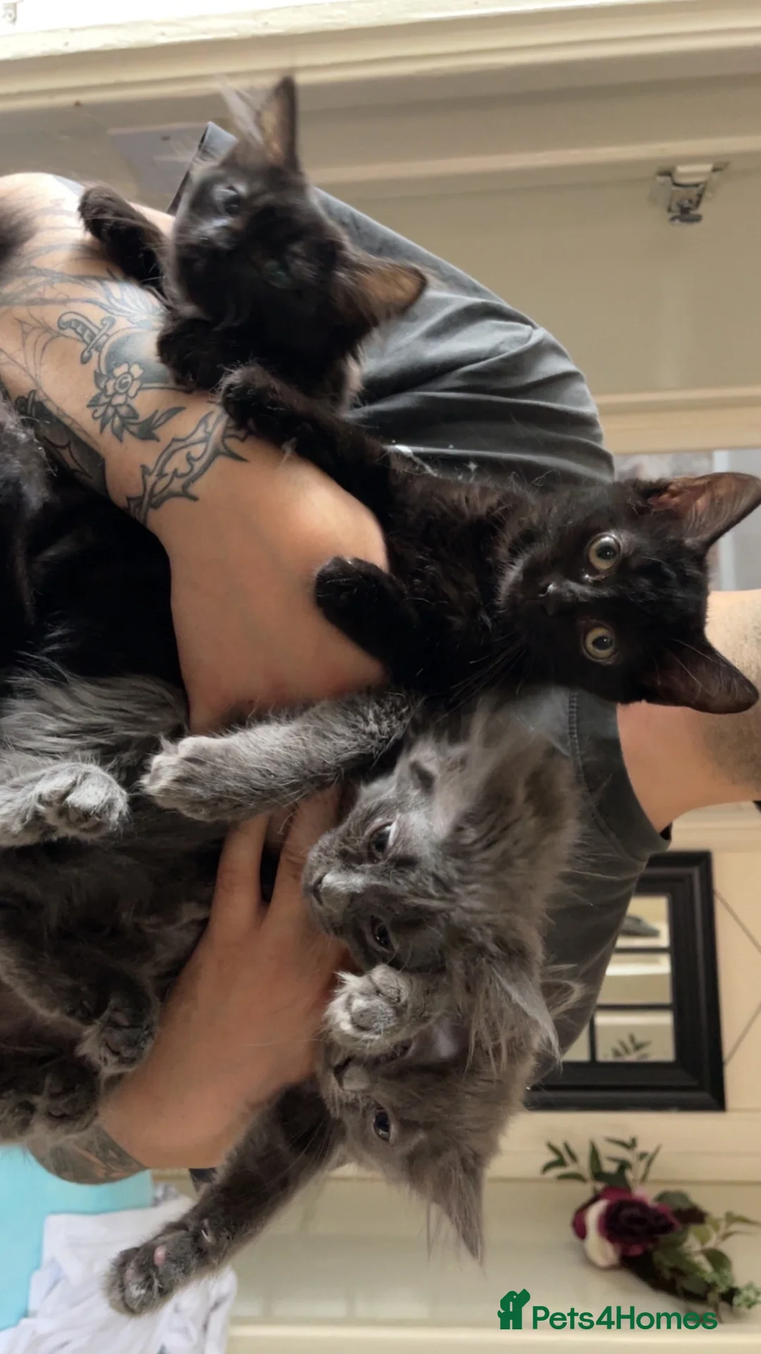 Mixed Breed cats for sale: Beautiful kitten for sale  - Advert 1