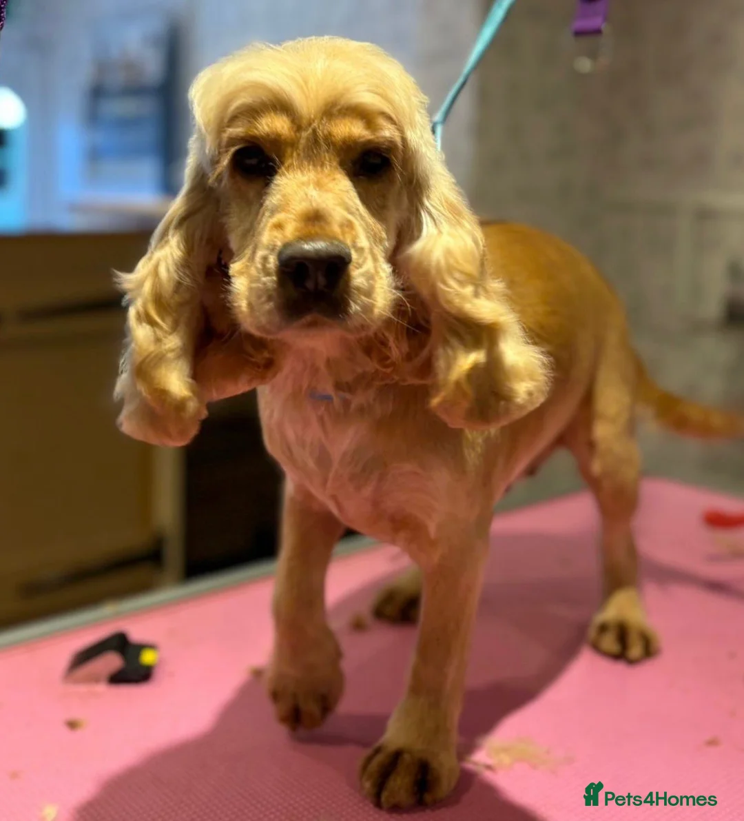 Cockapoo dogs for sale: Stunning Cockapoo's READY NOW  - Advert 11