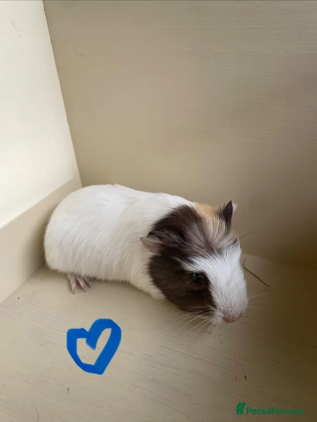 Guinea Pig rodents for sale: Baby boys and girl Guineas’s pigs.  - Advert 2