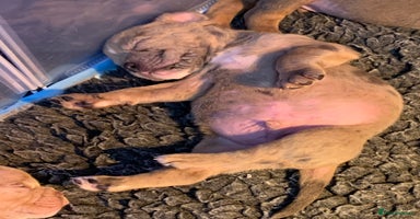 Olde English Bulldogge dogs - Advert 5