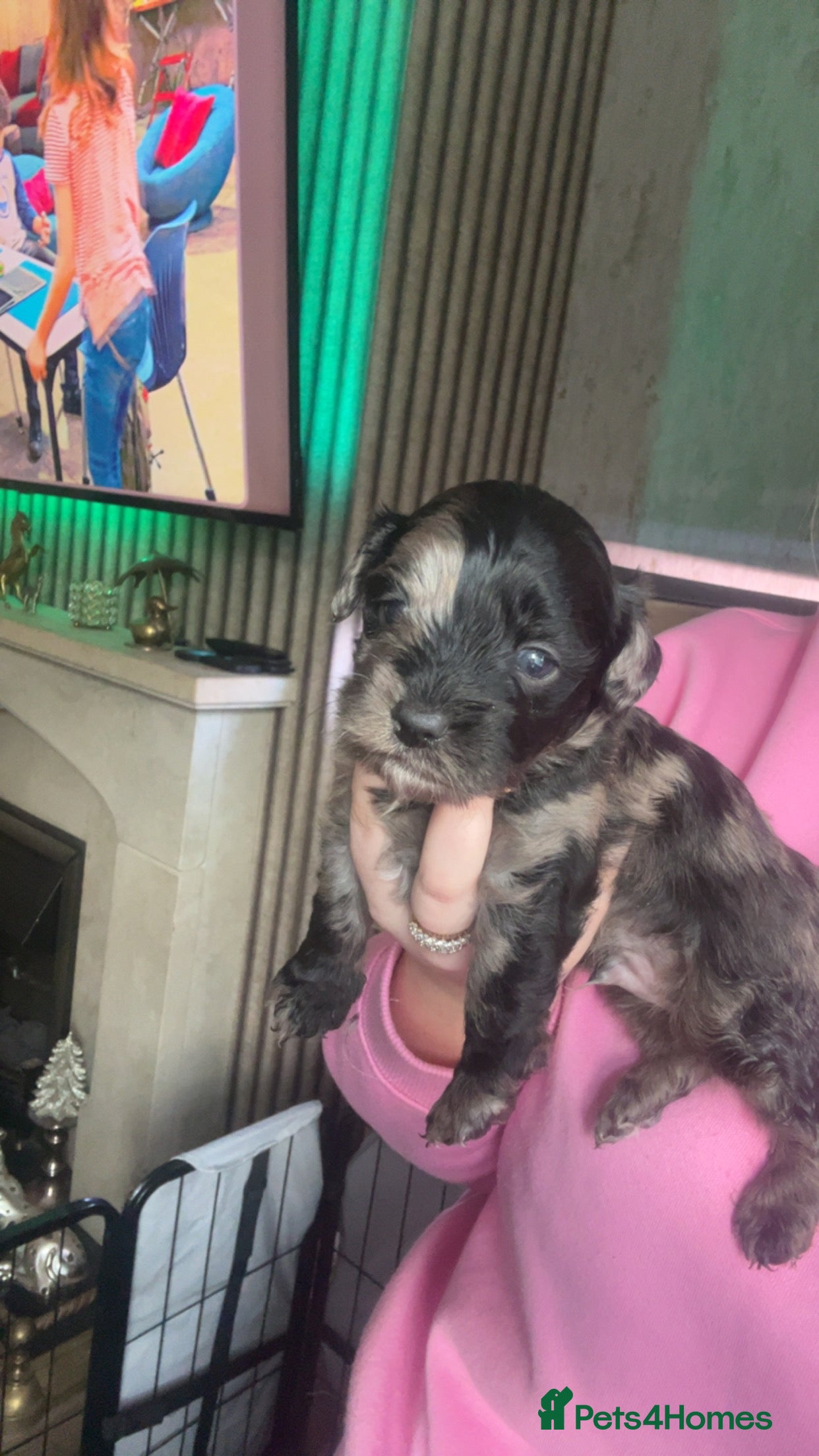 Lhasapoo dogs Stunning lhasapoo puppies rainbow litter  - Advert 2