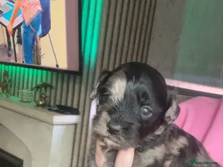 Lhasapoo dogs Stunning lhasapoo puppies rainbow litter - Advert 2