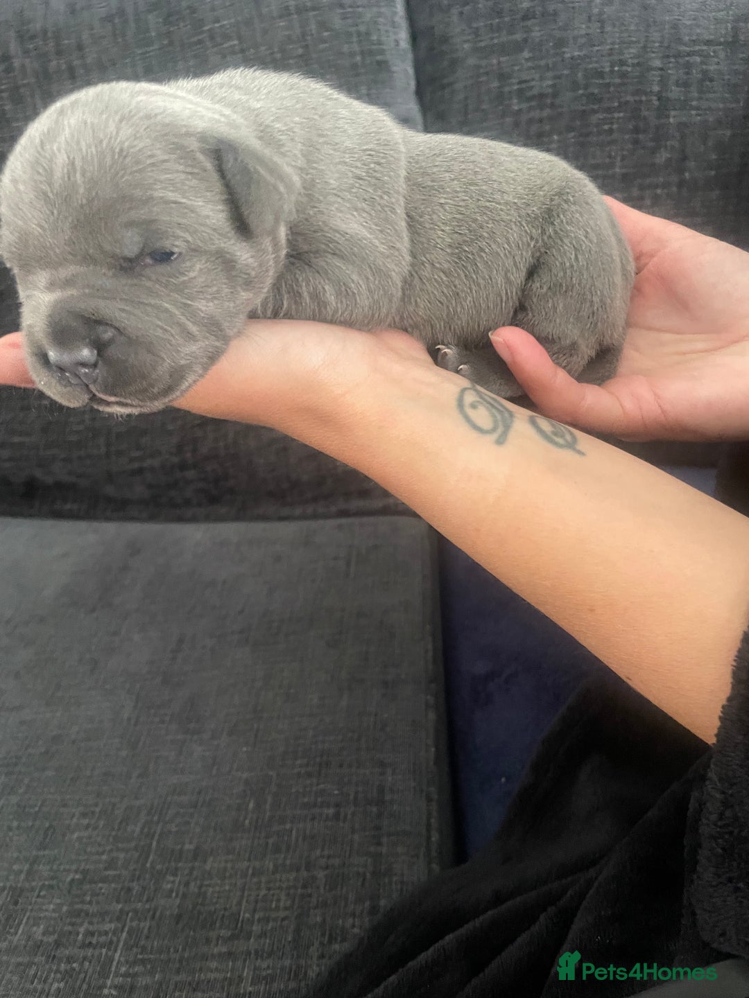 Staffordshire Bull Terrier dogs for sale: Blue Staffordshire bull terrier kc registered ❗️ - Image 10