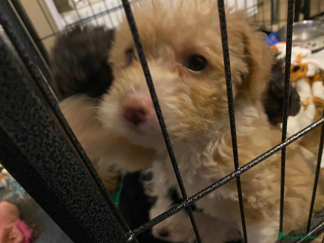 Toy Poodle dogs for sale: Beautiful Toy Poodle Pups  - Advert 20