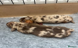 Miniature Dachshund dogs for sale: Only 4 left! Adorable Mini Dachshund Puppies 🐾🐶 - Image 31