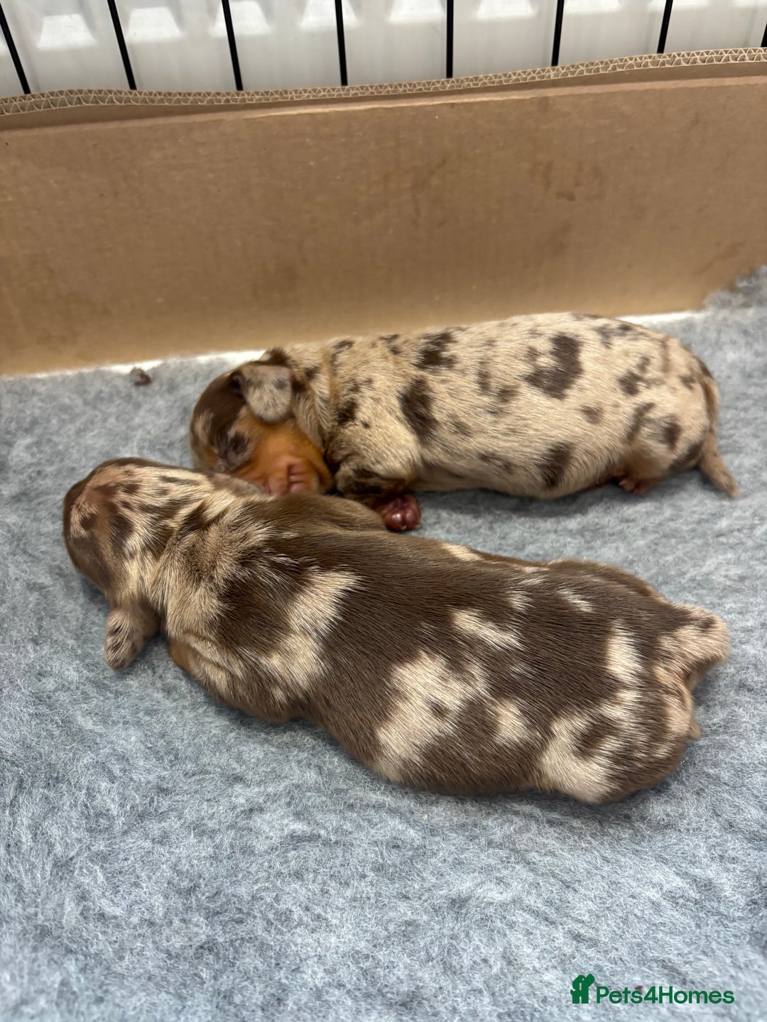 Miniature Dachshund dogs for sale: Only 4 left! Adorable Mini Dachshund Puppies 🐾🐶 - Image 31