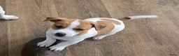 Jack Russell dogs for sale: Jack Russell pups in Biggar - Advert 4