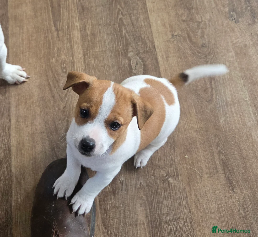 Jack Russell dogs for sale: Jack Russell pups in Biggar - Advert 4