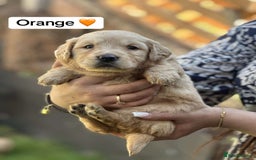 Golden Retriever dogs for sale: PEDIGREE HEALTH TESTED GOLDEN RETRIVER PUPPIES KC - Image 24