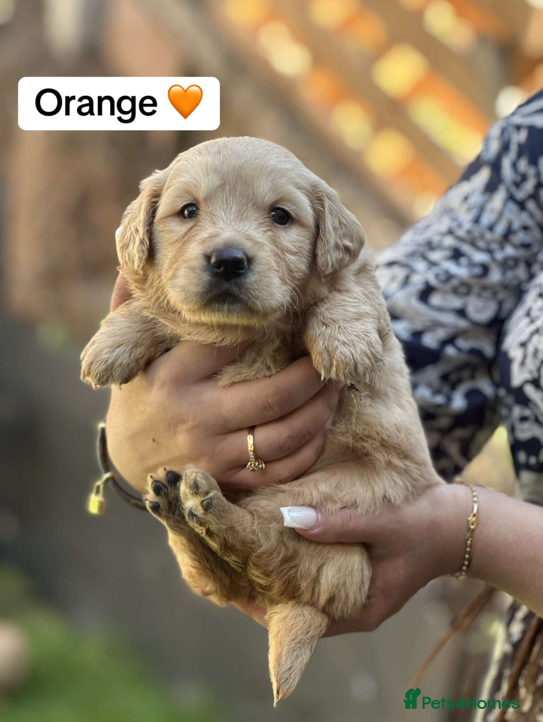 Golden Retriever dogs for sale: PEDIGREE HEALTH TESTED GOLDEN RETRIVER PUPPIES KC - Image 24