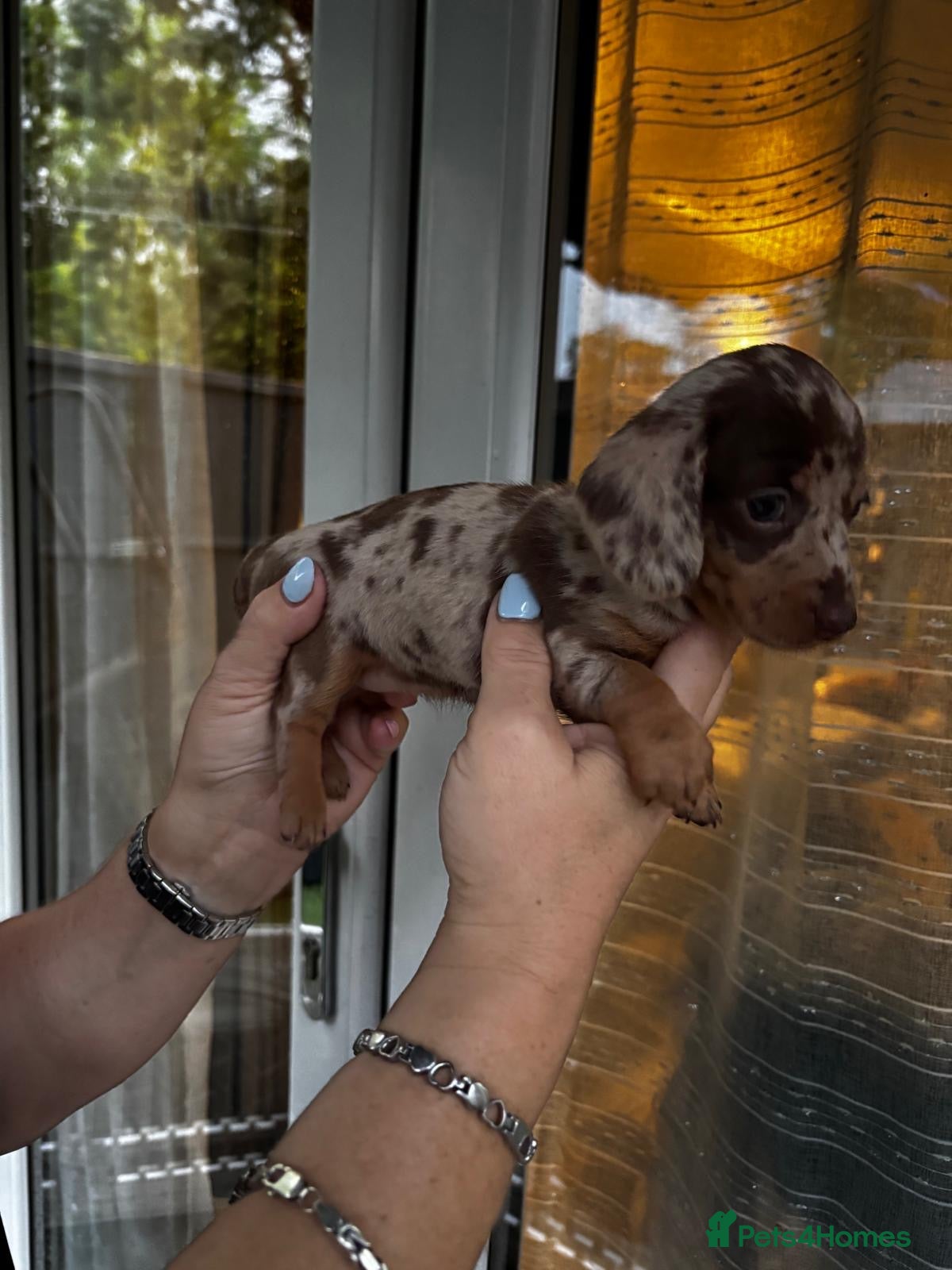 Miniature Dachshund dogs Miniature Dachshund KC Reg Puppies - Advert 2