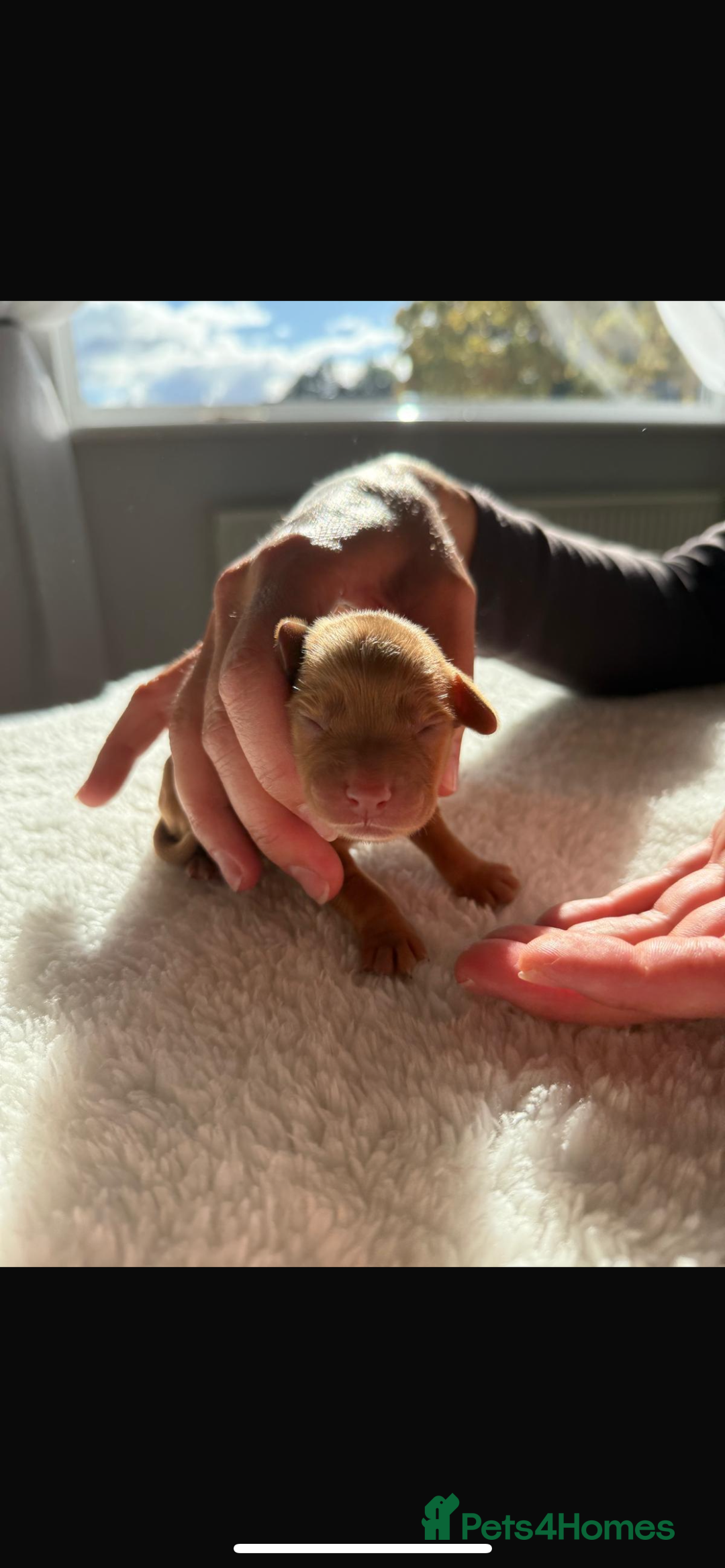 Cocker Spaniel dogs for sale: 🐶Cocker Spaniel Pups Looking for Forever Family🐶 - Image 2