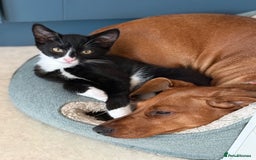 Mixed Breed cats for sale: Kitten for sale (14 weeks old)  - Image 13