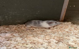 Guinea Pig rodents for sale: Trio of baby boys - Image 2