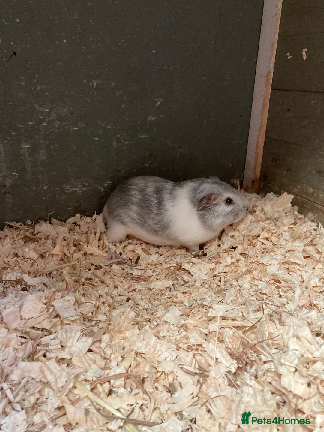 Guinea Pig rodents for sale: Trio of baby boys - Image 2
