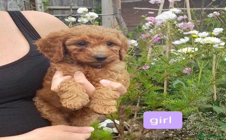 Cockapoo dogs - Advert 9
