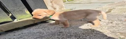 Labrador Retriever dogs for sale: Top Quality KC Registered Labrador Pups - Advert 3