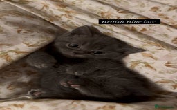 British Shorthair cats for sale: RARE lilac spot/blue British shorthair kittens - Image 7