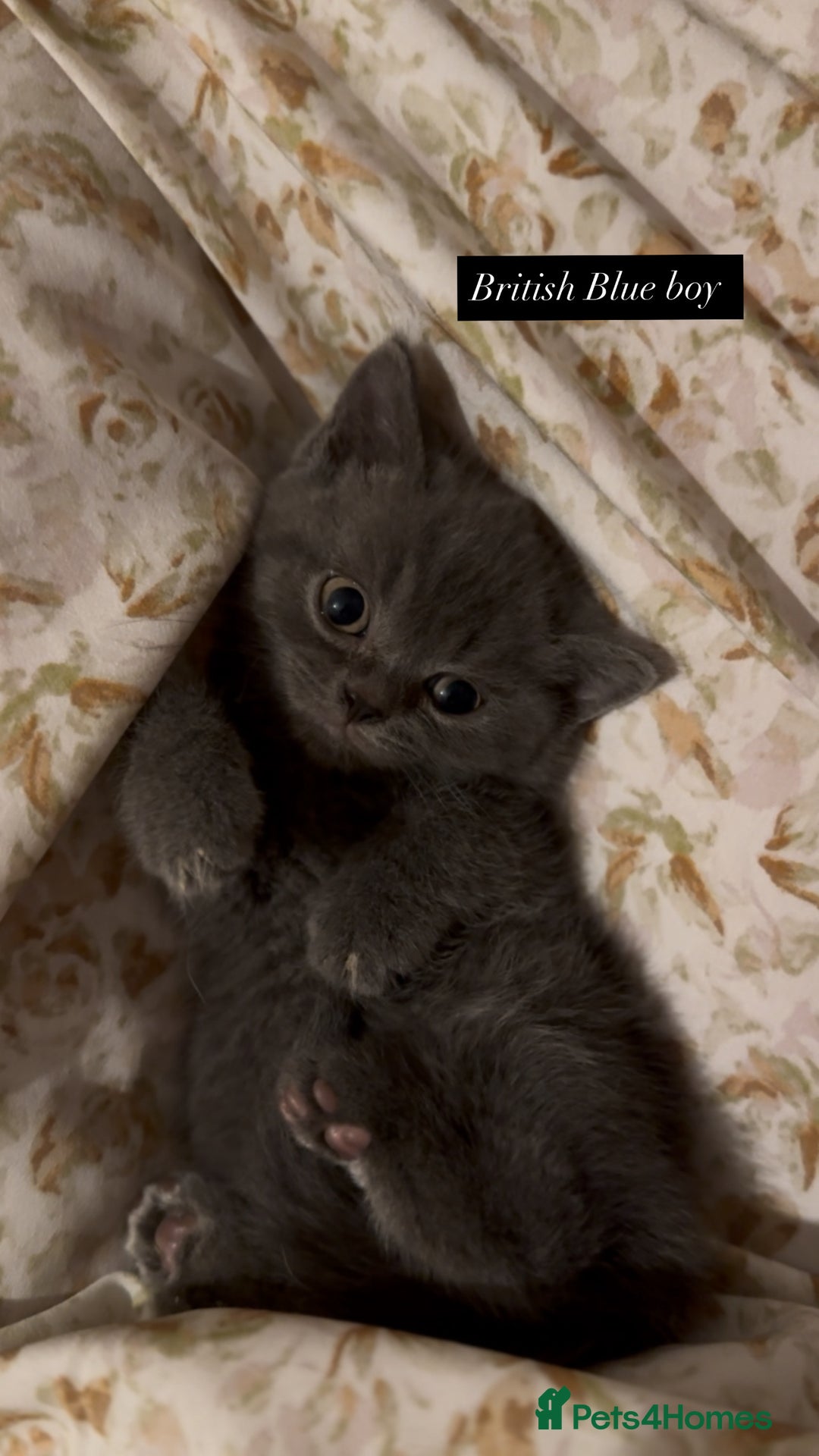 British Shorthair cats for sale: RARE lilac spot/blue British shorthair kittens - Image 7