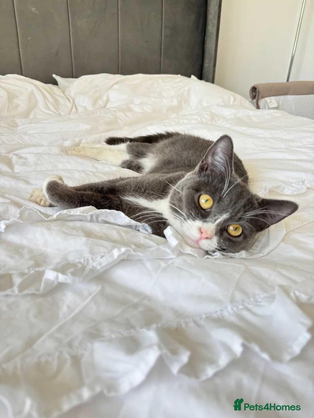 Mixed Breed cats for sale: Beautiful British short hair mixed Russianblue cat - Advert 7