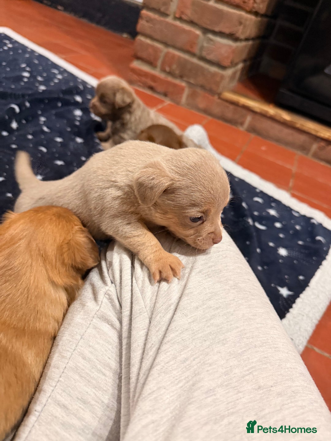 Mixed Breed dogs for sale: Outstanding chihuahua x miniature JRT puppies - Advert 4