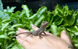 Bearded Dragon reptiles for sale: Citrus Red Hypo Trans Leatherback Bearded Dragons - Image 3