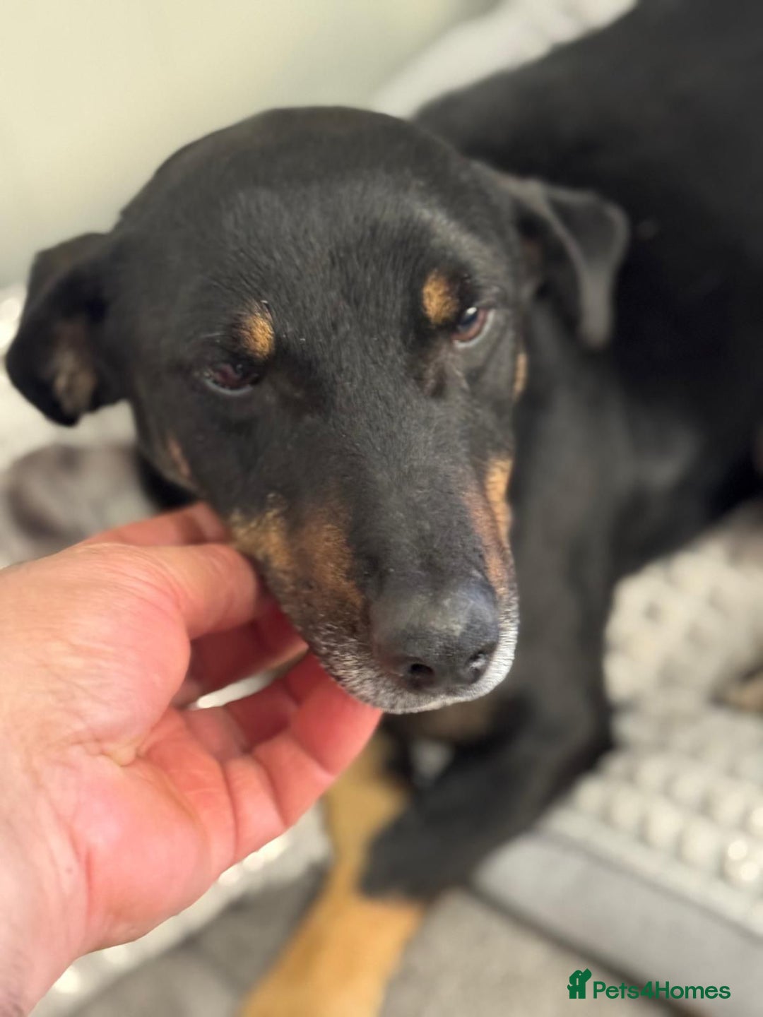 Mixed Breed dogs for adoption: Beautiful Ember looking for love - Advert 4