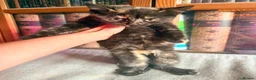 British Shorthair cats for sale: Stunning British Shorthair Kittens Ready Now! - Advert 18