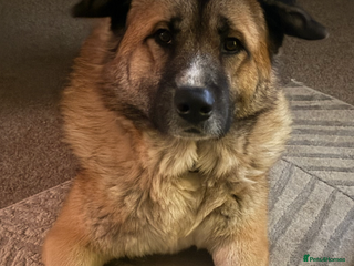 Mixed Breed dogs Beautiful male dog - Advert 1