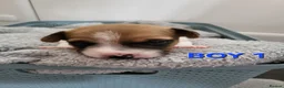 Jack Russell dogs for sale: Jack Russell puppies - Advert 4