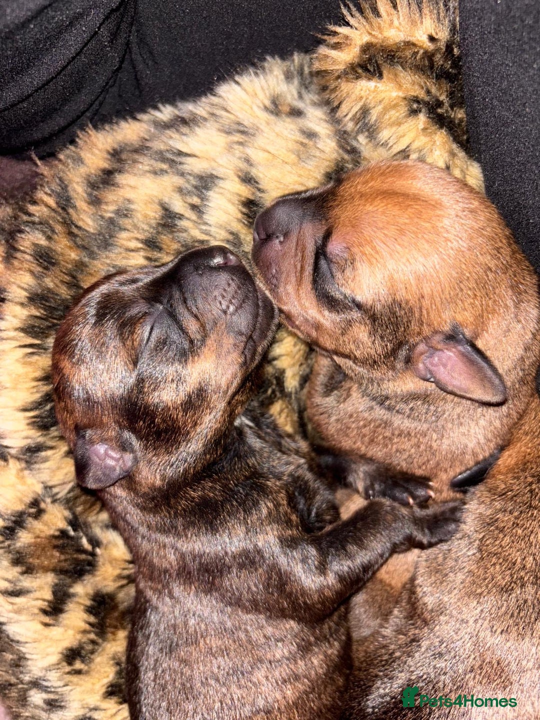 Mixed Breed dogs for sale: Rottweiler x Staffordshire bull terrier puppies - Image 9