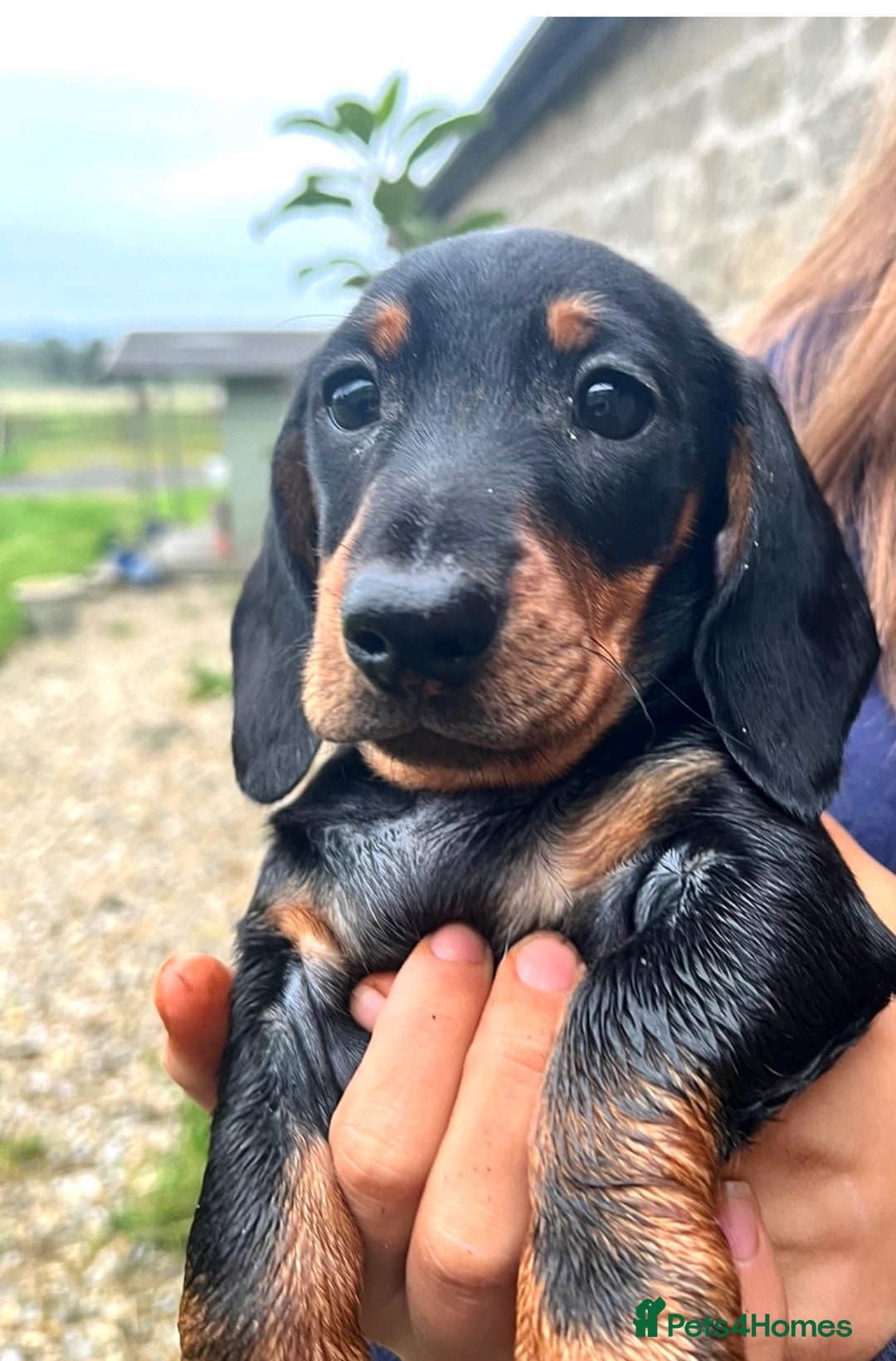 Miniature Dachshund dogs for sale: Miniature Short Hair Dacshund  - Advert 16