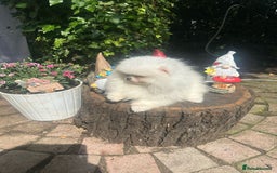 Pomeranian dogs for sale: Stunning Pom Boy Available in London - Image 1