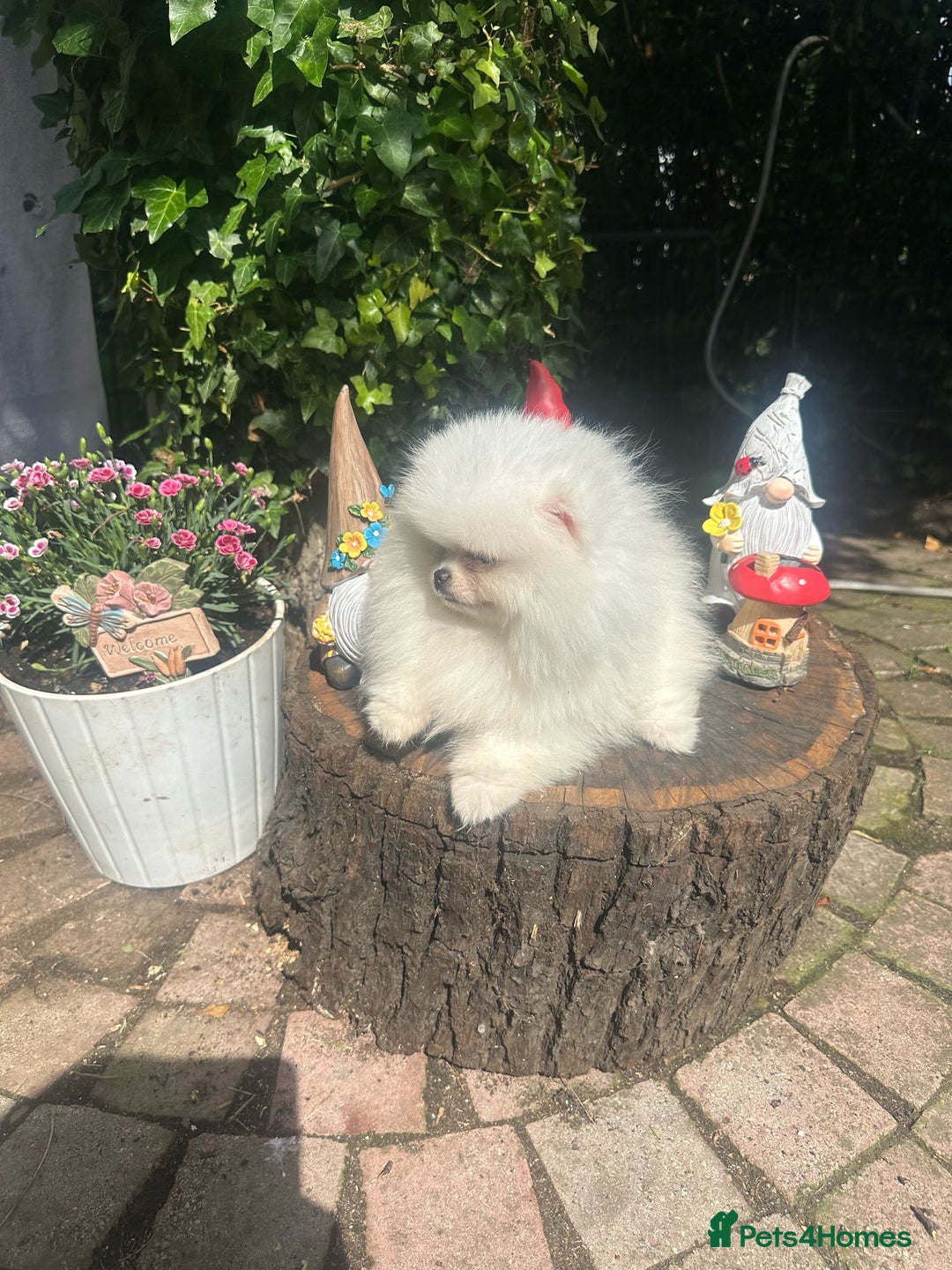 Pomeranian dogs for sale: Stunning Pom Boy Available in London - Image 1