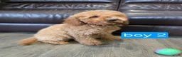 Cavapoo dogs for sale: Adorable F1B Cavapoo puppies for sale  - Advert 26