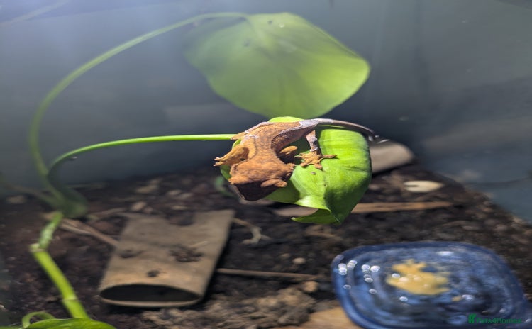 Gecko reptiles - Advert 1