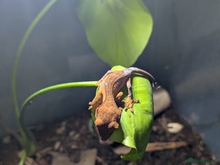 Gecko reptiles - Advert 16