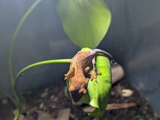 Gecko reptiles Crested geckos - Advert 7