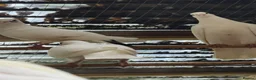 Pigeons birds for sale: Logan Male and female Pigeons. Not ringed - Advert 2