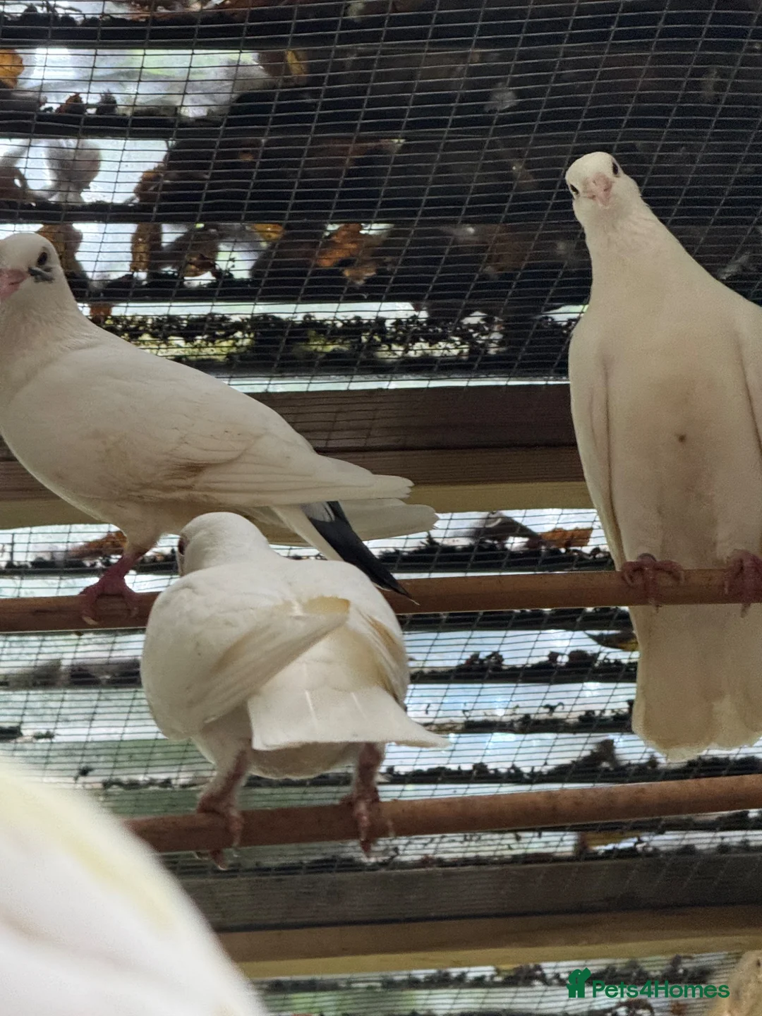 Pigeons birds for sale: Logan Male and female Pigeons. Not ringed - Advert 2