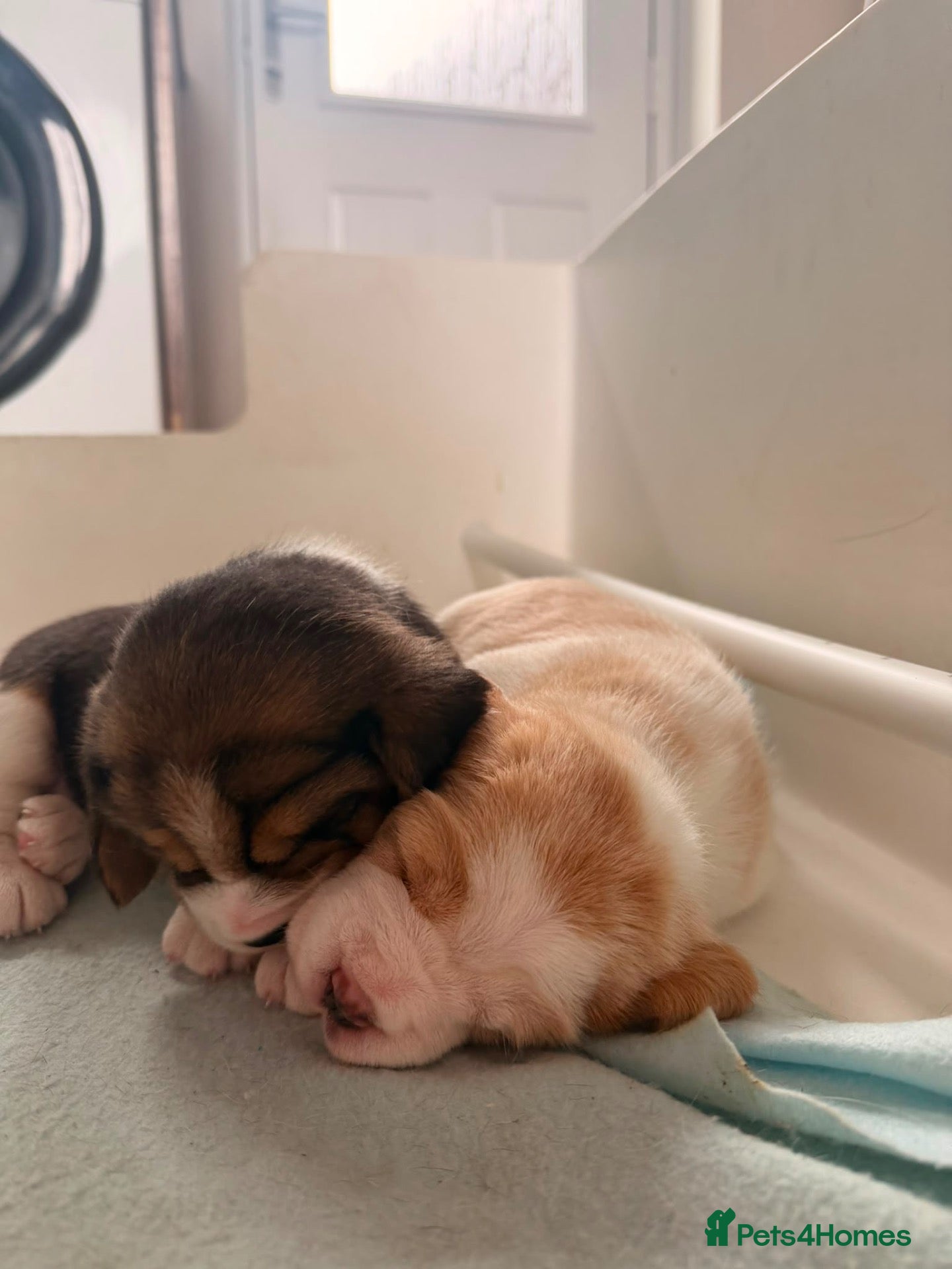 Beagle dogs Beagle pups  - Advert 2